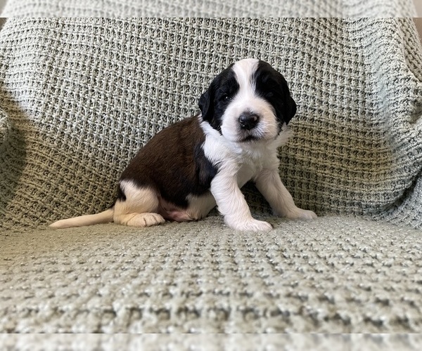 Medium Photo #3 Saint Berdoodle Puppy For Sale in ELK RIVER, MN, USA