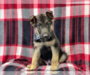 German Shepherd Dog Puppy for sale in LAKELAND, FL, USA