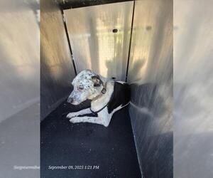 American Staffordshire Terrier-Unknown Mix Dogs for adoption in San Antonio, TX, USA