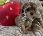 Puppy Brown Beige Shih-Poo
