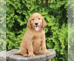 Small #2 Golden Irish