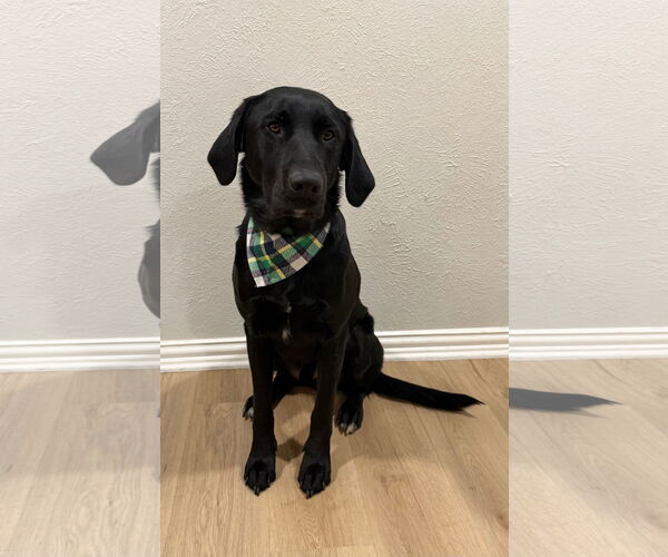 Medium Photo #3 Labrador Retriever-Unknown Mix Puppy For Sale in Euless, TX, USA