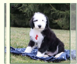 Sheepadoodle Puppy for sale in ONTARIO, CA, USA