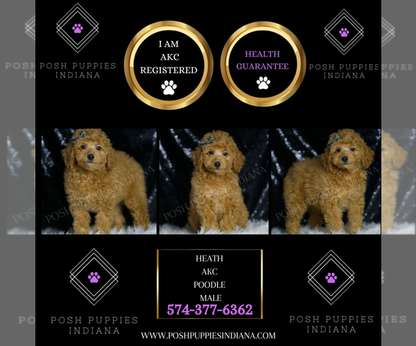 Medium Photo #2 Poodle (Toy) Puppy For Sale in WARSAW, IN, USA