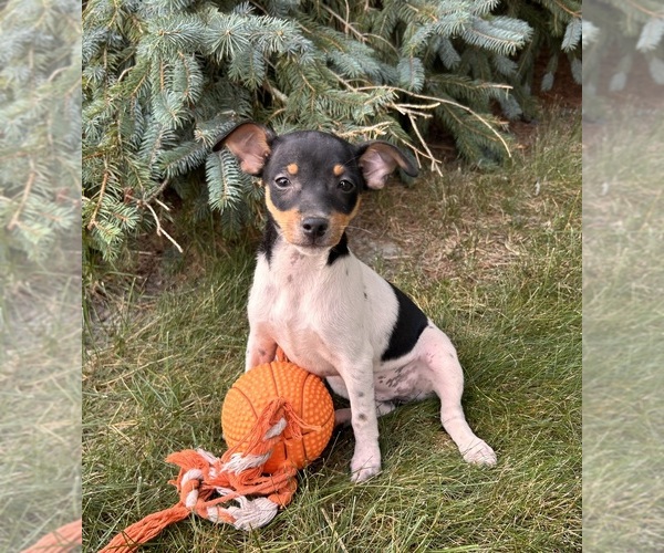 Medium Photo #2 Rat Terrier Puppy For Sale in MIDDLEBURY, IN, USA