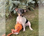 Small #1 Rat Terrier