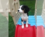 Small Photo #47 Australian Shepherd-Cavalier King Charles Spaniel Mix Puppy For Sale in HOWLAND, OH, USA