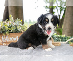 Puppy Dreamer Miniature American Shepherd