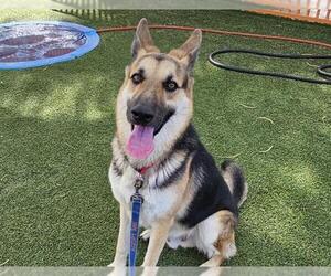 German Shepherd Dog-Unknown Mix Dogs for adoption in Las Vegas, NV, USA