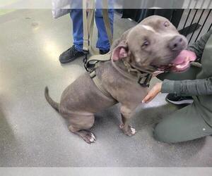 Bullypit Dogs for adoption in Redwood City, CA, USA
