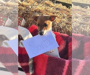 Jack Russell Terrier Puppy for sale in NASHVILLE, NC, USA