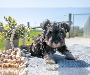 Medium Schnauzer (Miniature)