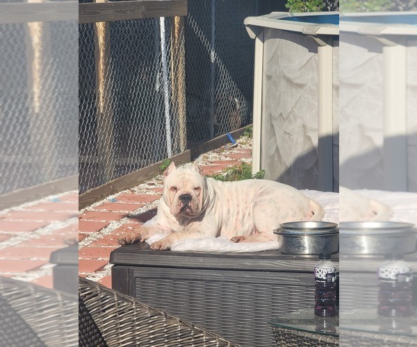 Medium Photo #1 American Bully Puppy For Sale in NORTH PORT, FL, USA