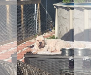 Mother of the American Bully puppies born on 06/11/2026