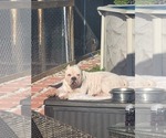 Small Photo #1 American Bully Puppy For Sale in NORTH PORT, FL, USA