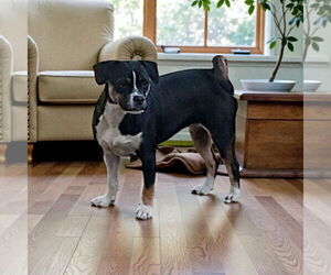 Beagle Dogs for adoption in Menifee, CA, USA