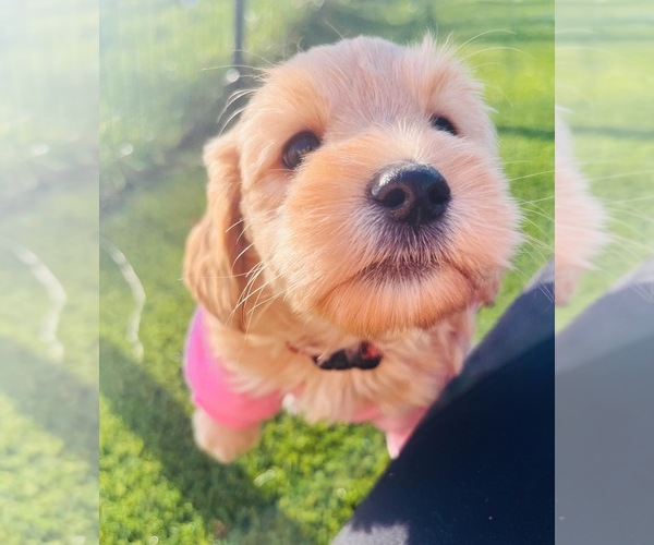 Medium Photo #8 Australian Labradoodle Puppy For Sale in BRUSH PRAIRIE, WA, USA