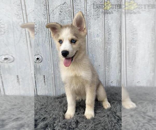 Medium Photo #2 Pomsky Puppy For Sale in LOUISVILLE, KY, USA