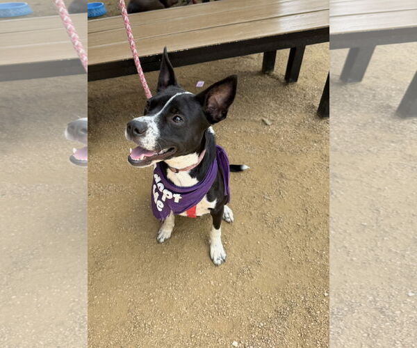 Medium Photo #8 Mutt Puppy For Sale in Euless, TX, USA