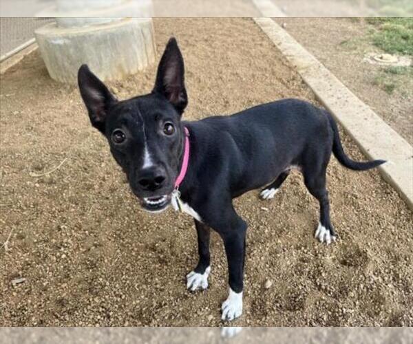 Medium Photo #3 Pointer-Unknown Mix Puppy For Sale in Plano, TX, USA