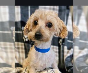 Mutt Dogs for adoption in Bon Carbo, CO, USA