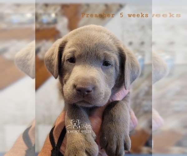 Medium Photo #30 Labrador Retriever Puppy For Sale in POCAHONTAS, IL, USA