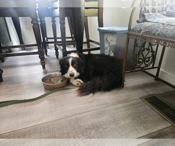 Medium Photo #2 Border Collie Puppy For Sale in Paso Robles, CA, USA