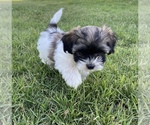 Small Photo #1 YorkiePoo Puppy For Sale in CAVE CREEK, AZ, USA