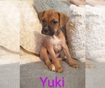 Puppy 6 Bullmastiff-Bullypit Mix
