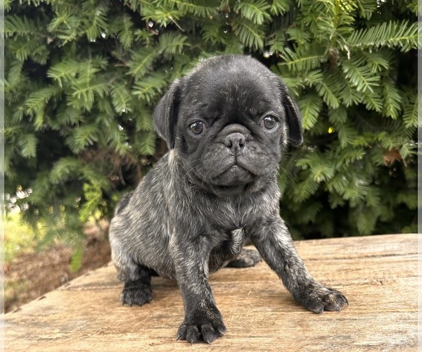 Medium Photo #3 Pug Puppy For Sale in MIDDLEBURY, IN, USA