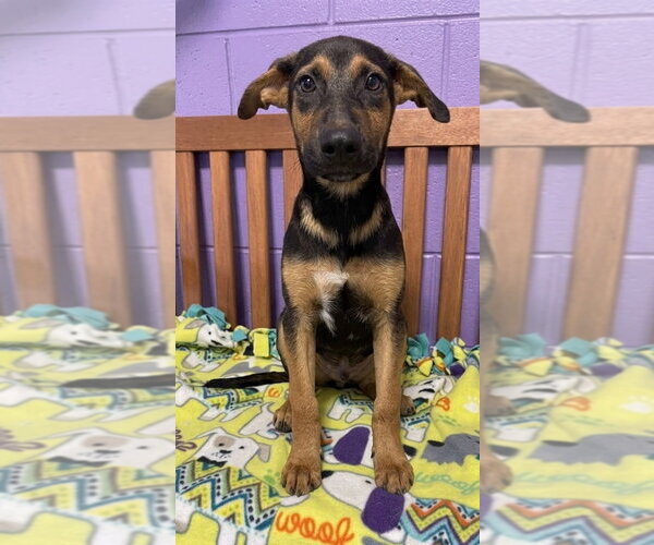 Medium Photo #3 Mutt Puppy For Sale in Genesee, WI, USA