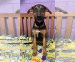 Small #2 Mutt