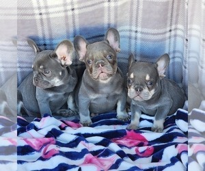 French Bulldog Puppy for sale in HESPERIA, CA, USA