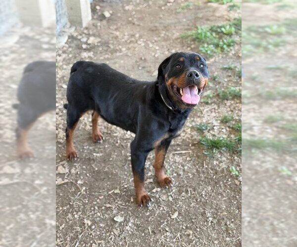 Medium Photo #2 Rottweiler Puppy For Sale in Riverside, CA, USA