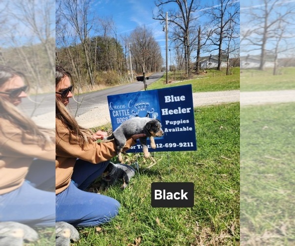 Medium Photo #3 Australian Cattle Dog Puppy For Sale in JASONVILLE, IN, USA