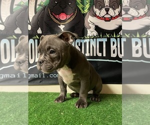 American Bully-Bulldog Mix Puppy for sale in EAST STROUDSBURG, PA, USA