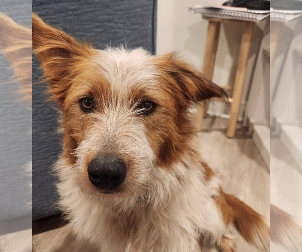Medium Photo #4 Collie-Unknown Mix Puppy For Sale in Rockville, MD, USA