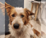 Small #3 Collie Mix