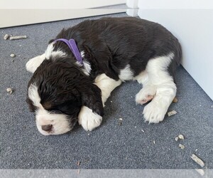 English Springer Spaniel Puppy for sale in LEDYARD, CT, USA