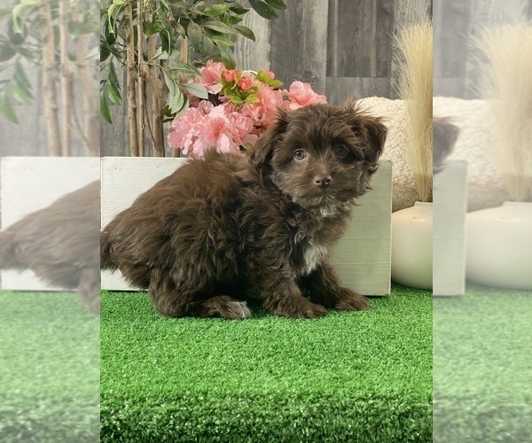 Medium Photo #2 Havanese Puppy For Sale in CANOGA, NY, USA
