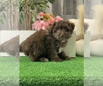 Small #1 Havanese