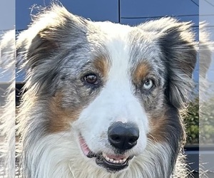 Father of the Australian Shepherd puppies born on 06/14/2025
