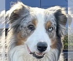 Small Photo #1 Australian Shepherd Puppy For Sale in TORRANCE, CA, USA