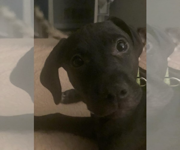 Medium Photo #2 Mutt Puppy For Sale in Sheboygan, WI, USA