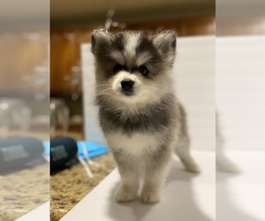 Pomsky Puppy for Sale in LOS BANOS, California USA