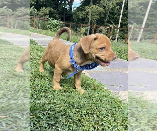 Medium Photo #15 American Pit Bull Terrier-Spaniel Mix Puppy For Sale in New York, NY, USA