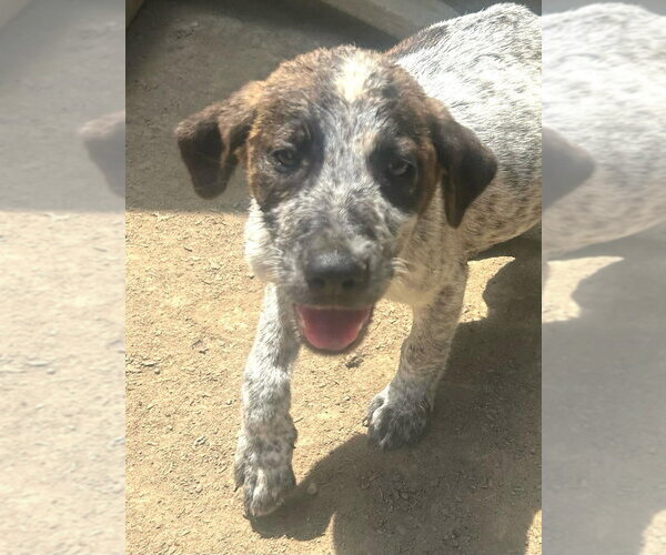 Medium Photo #2 Australian Shepherd-Unknown Mix Puppy For Sale in Aurora, IN, USA