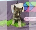 Small Photo #12 Siberian Husky Puppy For Sale in DEARBORN, MO, USA