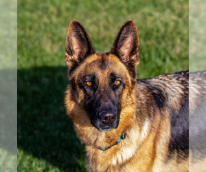German Shepherd Dog Puppy for sale in MILFORD, IN, USA