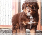 Small #1 F2 Aussiedoodle